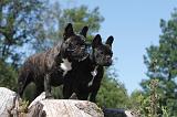 BOULEDOGUE FRANCAIS 029